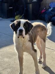 Found/Stray Male Dog last seen Excelsior and greystone, Norwalk, CA 90650