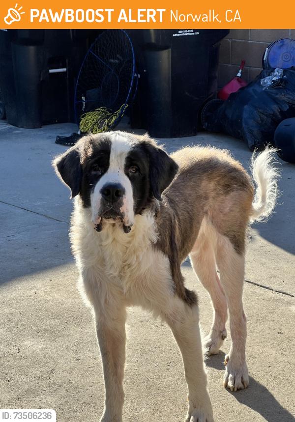 Found/Stray Male Dog last seen Excelsior and greystone, Norwalk, CA 90650