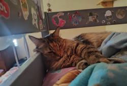 Reunited Female Cat last seen W. Easton st, Rialto, CA 92376