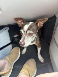 Found/Stray Male Dog last seen Columbia, Baytown, TX 77520
