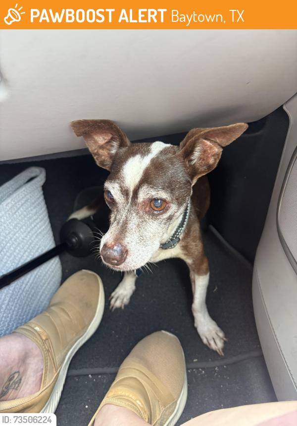 Found/Stray Male Dog last seen Columbia, Baytown, TX 77520