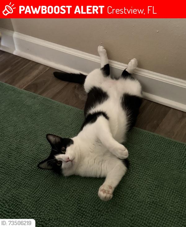 Lost Male Cat last seen Ridgecrest ests off Lloyd Street in Crestview Fl, Crestview, FL 32536