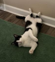 Lost Male Cat last seen Ridgecrest ests off Lloyd Street in Crestview Fl, Crestview, FL 32536