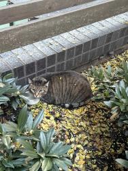 Reunited Unknown Cat last seen rt dairies, Atlanta, GA 30316