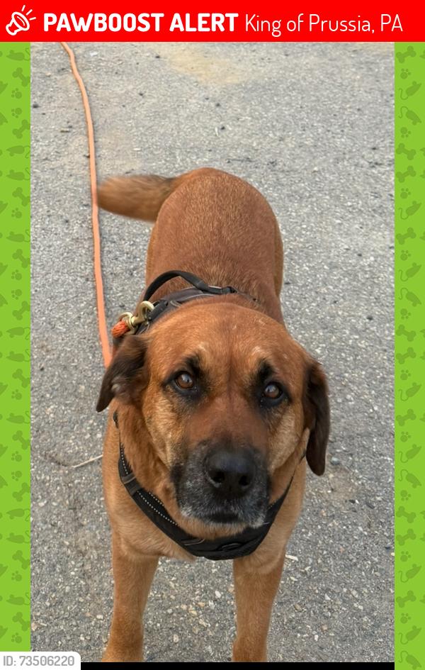Lost Male Dog last seen Hansen Access and Henderson Road, King of Prussia, PA 19406