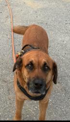 Lost Male Dog last seen Hansen Access and Henderson Road, King of Prussia, PA 19406