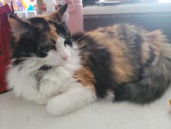 Reunited Female Cat last seen Nevada and utica, Denver, CO 80219