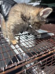 Found/Stray Unknown Cat last seen Port St Lucie, Port St. Lucie, FL 34986