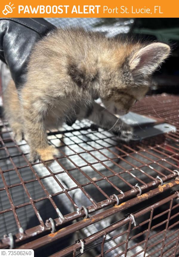 Found/Stray Unknown Cat last seen Port St Lucie, Port St. Lucie, FL 34986