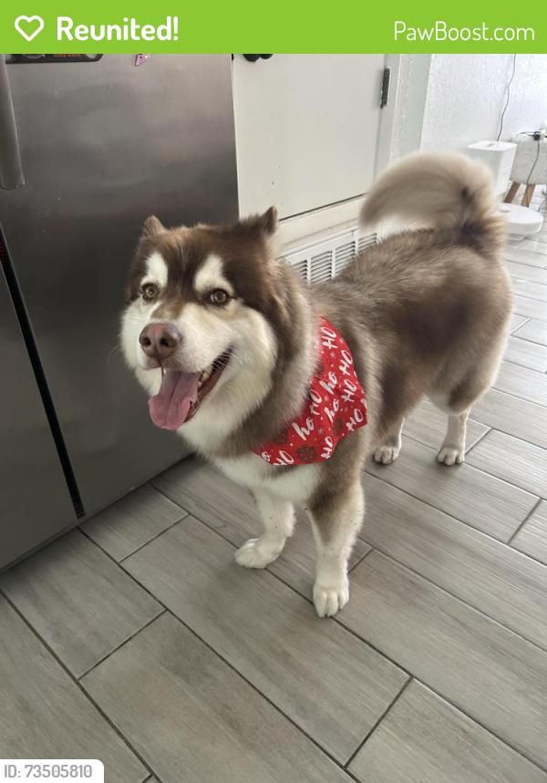 Reunited Male Dog last seen 9136N Athens Dr Citrus Springs, Citrus Springs, FL 34433