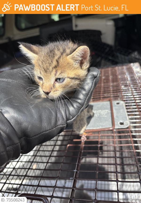 Found/Stray Unknown Cat last seen Port St Lucie, Port St. Lucie, FL 34986