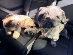 Found/Stray Unknown Dog last seen Aviary and Deer Springs, North Las Vegas, NV 89084