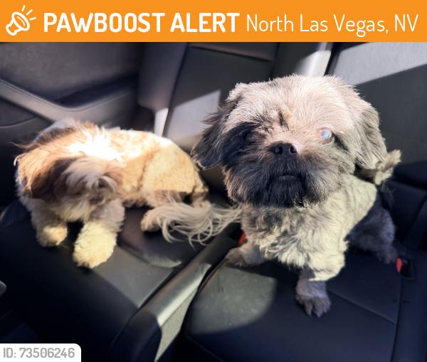 Found/Stray Unknown Dog last seen Aviary and Deer Springs, North Las Vegas, NV 89084