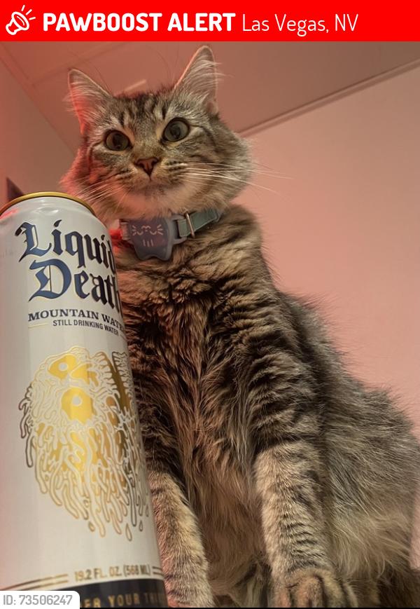 Lost Female Cat last seen Vine on 8th apmts, Las Vegas, NV 89101