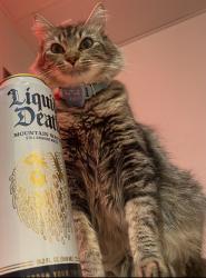 Lost Female Cat last seen Vine on 8th apmts, Las Vegas, NV 89101
