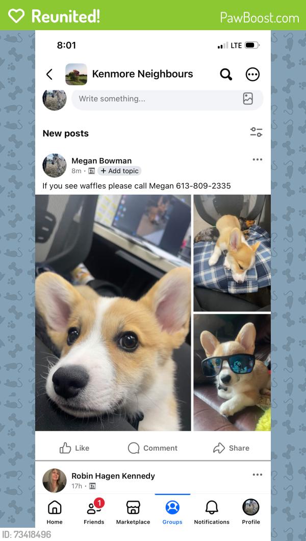 Reunited Male Dog last seen South branch street near the community centre, Ottawa, ON 