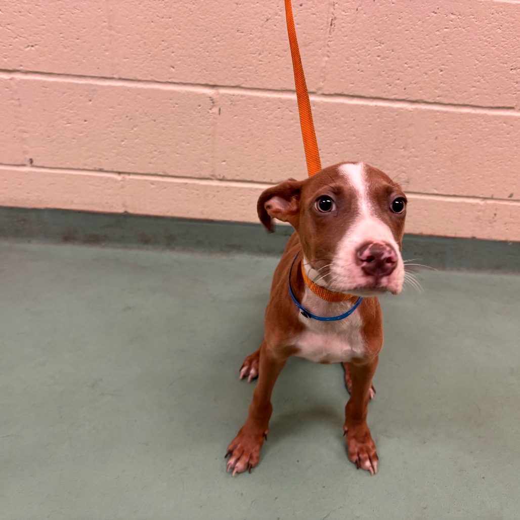 Shelter Stray Male Dog last seen , 2350 Appling City Cove, Memphis, TN 38133, USA