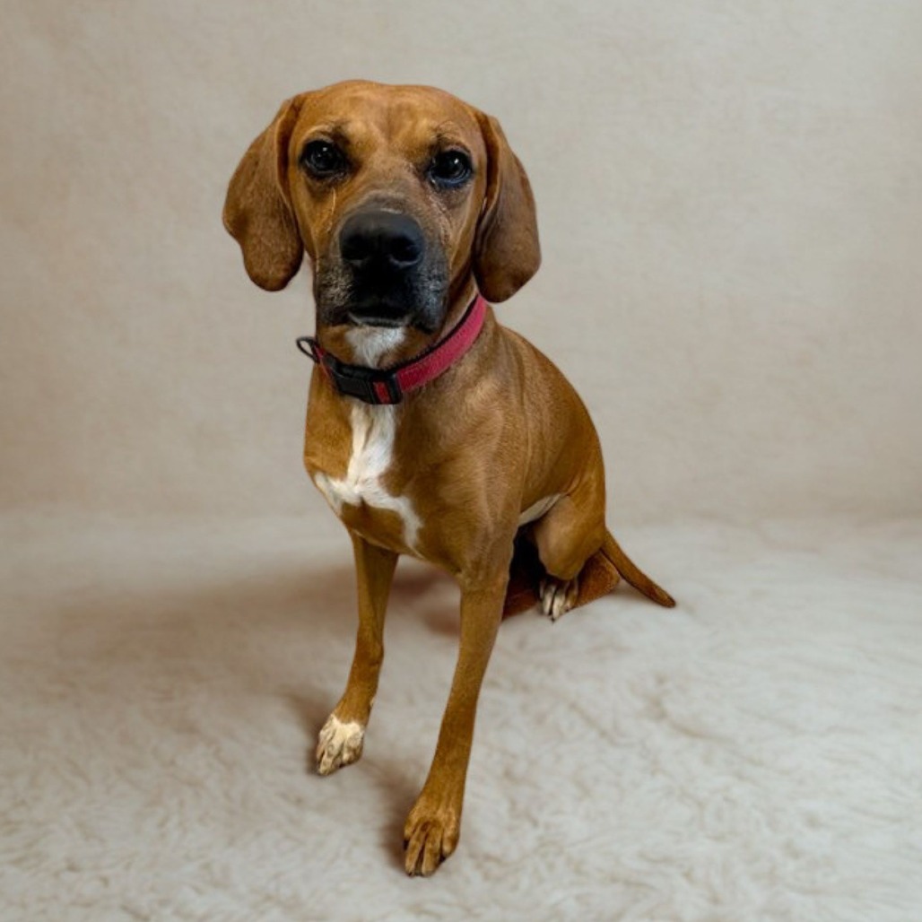 Shelter Stray Female Dog last seen , 328 Furman Hall Rd, Greenville, SC 29609, USA