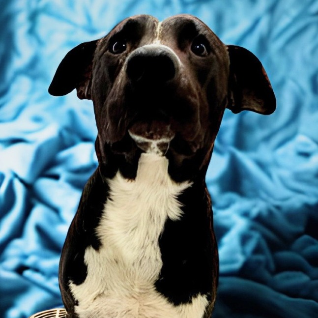 Shelter Stray Male Dog last seen , 328 Furman Hall Rd, Greenville, SC 29609, USA