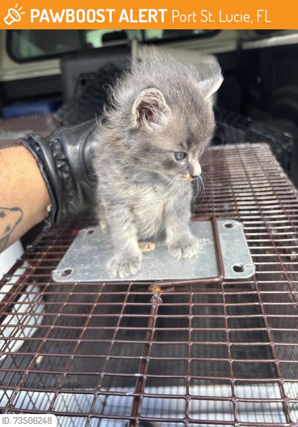 Found/Stray Unknown Cat last seen Port St Lucie, Port St. Lucie, FL 34986