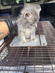Found/Stray Unknown Cat last seen Port St Lucie, Port St. Lucie, FL 34986