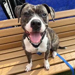 Shelter Stray Female Dog last seen , Animal Care & Control Team of Philly, 111 W Hunting Park Ave, Philadelphia, PA 19140, USA