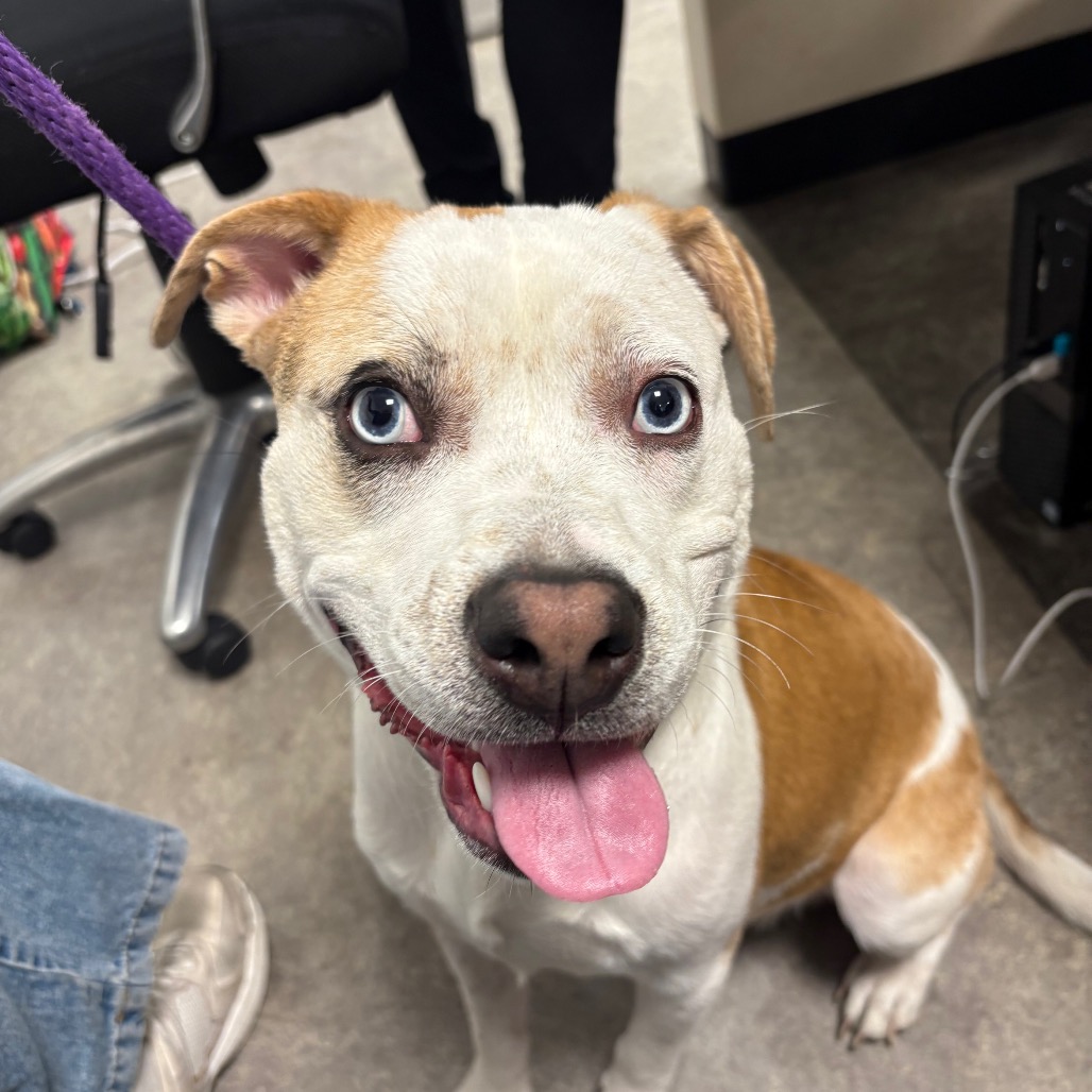 Shelter Stray Male Dog last seen , Animal Care & Control Team of Philly, 111 W Hunting Park Ave, Philadelphia, PA 19140, USA