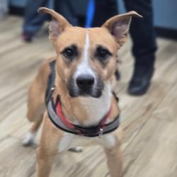Shelter Stray Female Dog last seen , 124 Evergreen Ave, Newark, NJ 07114, USA