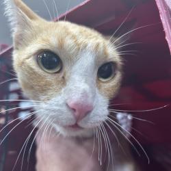 Shelter Stray Female Cat last seen , 124 Evergreen Ave, Newark, NJ 07114, USA