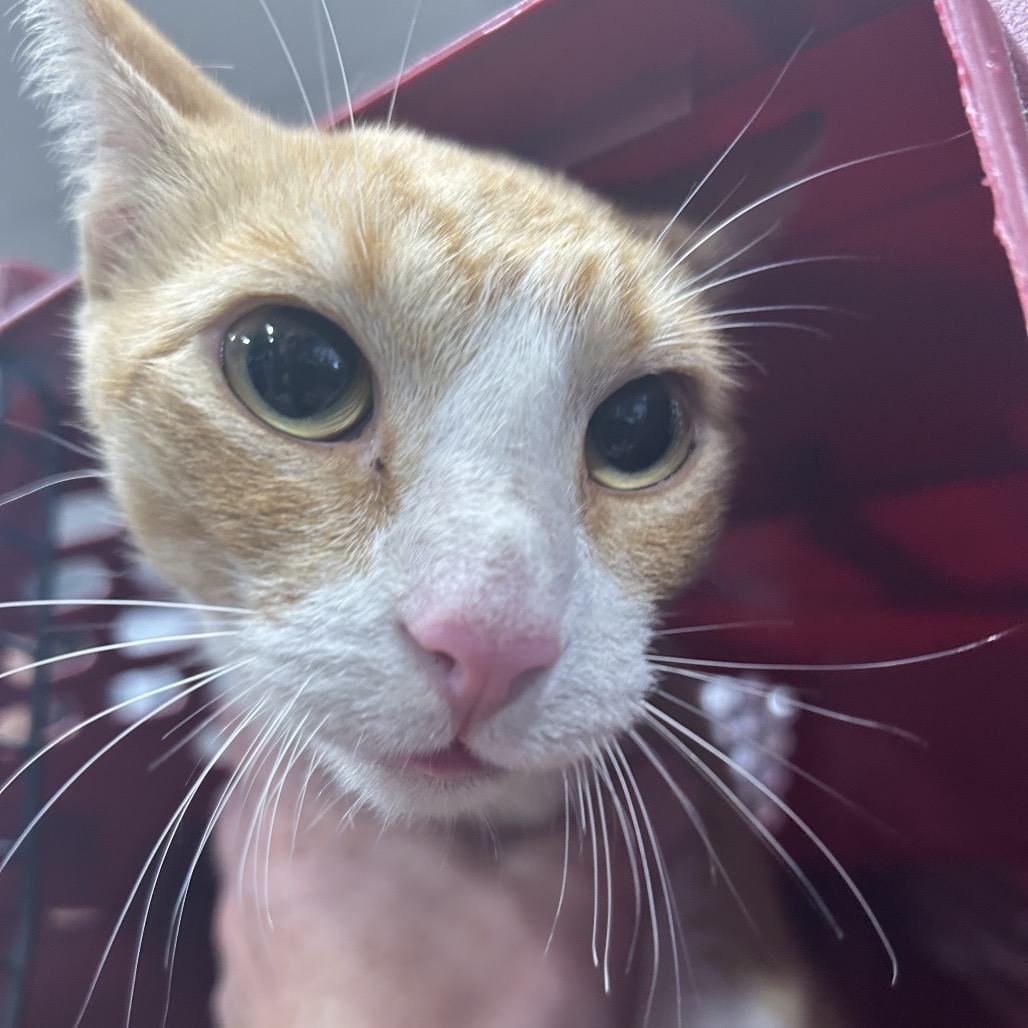 Shelter Stray Female Cat last seen , 124 Evergreen Ave, Newark, NJ 07114, USA