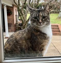 Lost Female Cat last seen Bruce Dr and 13th St, St. Simons Island, GA 31522