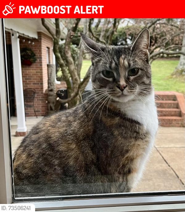 Lost Female Cat last seen Bruce Dr and 13th St, St. Simons Island, GA 31522