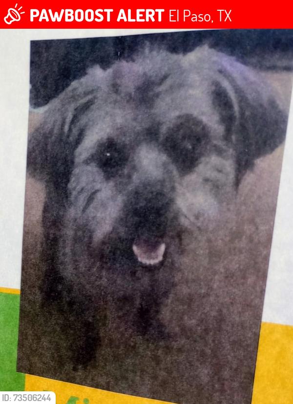 Lost Female Dog last seen Ambassador & Debeers by Arlington Park, El Paso, TX 79924