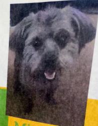 Lost Female Dog last seen Ambassador & Debeers by Arlington Park, El Paso, TX 79924