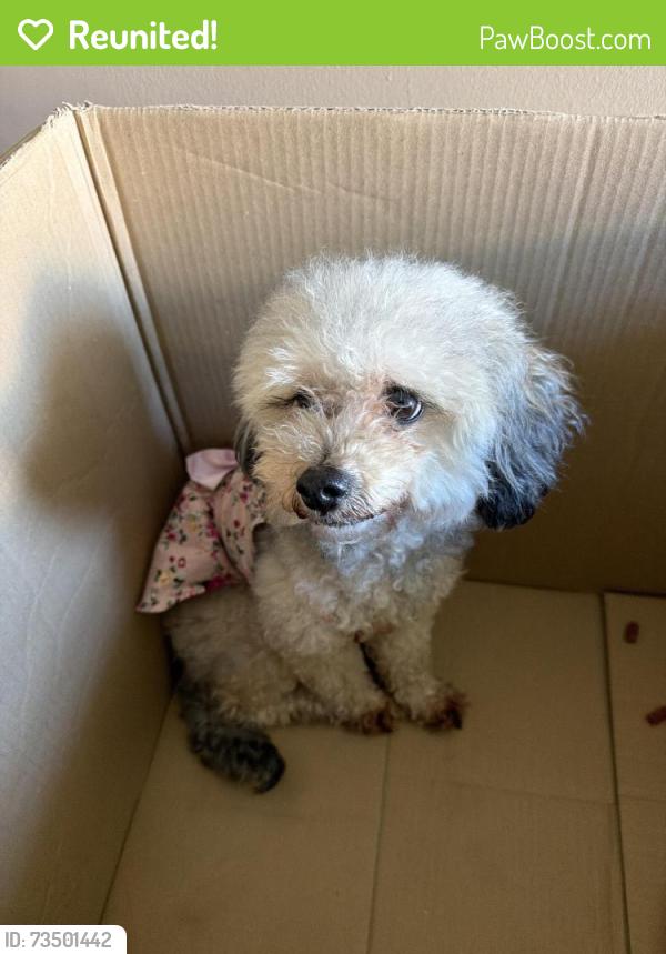 Reunited Female Dog last seen N liberty st, Winston-Salem, NC 27105