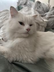 Found/Stray Female Cat last seen Clark Lane and Slauson, Redondo Beach, CA 90278