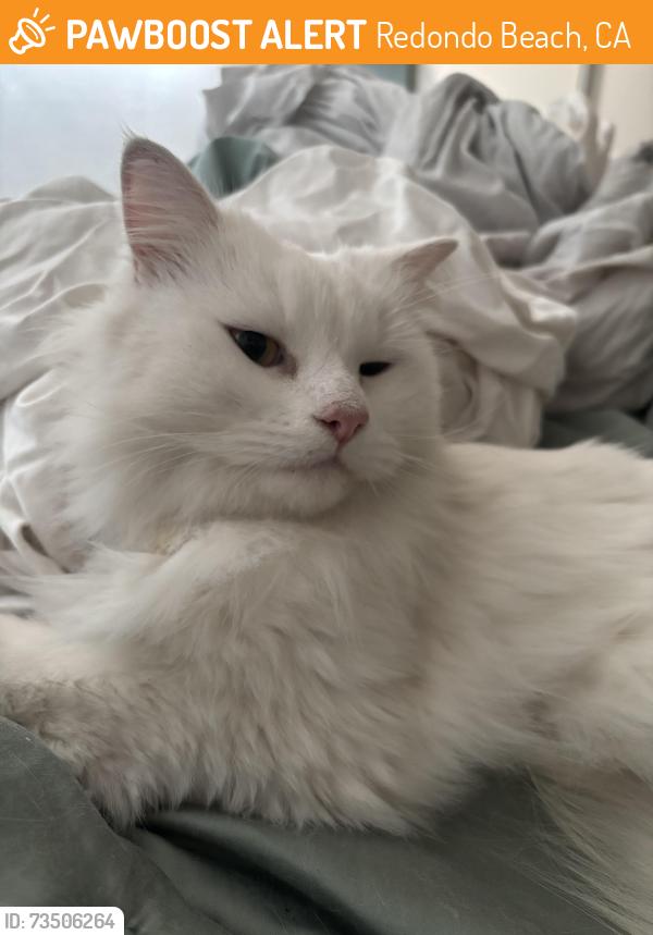 Found/Stray Female Cat last seen Clark Lane and Slauson, Redondo Beach, CA 90278