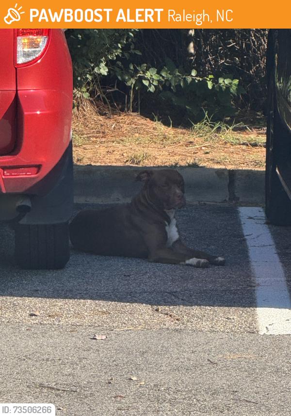 Found/Stray Male Dog last seen Capital Blvd & Hodges St, Raleigh, NC 27604