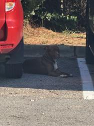 Found/Stray Male Dog last seen Capital Blvd & Hodges St, Raleigh, NC 27604