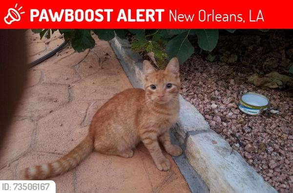 Lost Male Cat last seen Near Colbert St New Orleans LA 70124, New Orleans, LA 70124