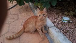 Lost Male Cat last seen Near Colbert St New Orleans LA 70124, New Orleans, LA 70124