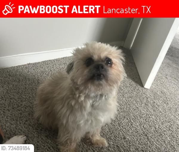 Lost Male Dog last seen Brookhaven Dr & Pepperidge Dr S, Lancaster, TX 75134
