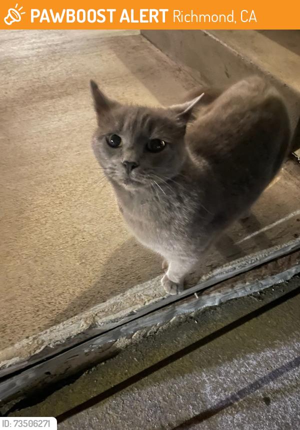 Found/Stray Female Cat last seen Fresno and San Joaquin, Richmond, CA 94804