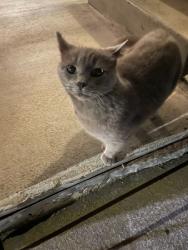 Found/Stray Female Cat last seen Fresno and San Joaquin, Richmond, CA 94804