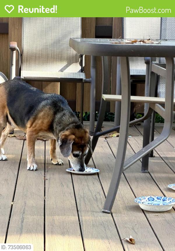 Reunited Unknown Dog last seen Scraggy Hill Road and pine Tree Court, Port Jefferson, NY 11777