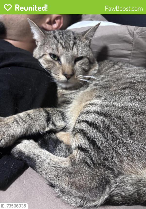 Reunited Male Cat last seen 54th ave 80th st, Queens, NY 11373