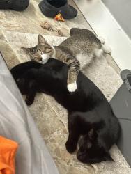 Lost Male Cat last seen Near ne 43rd ct at the chiropractor, Oakland Park, FL 33334