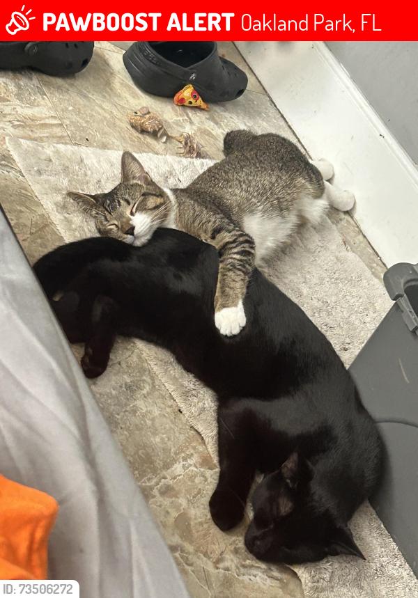 Lost Male Cat last seen Near ne 43rd ct at the chiropractor, Oakland Park, FL 33334