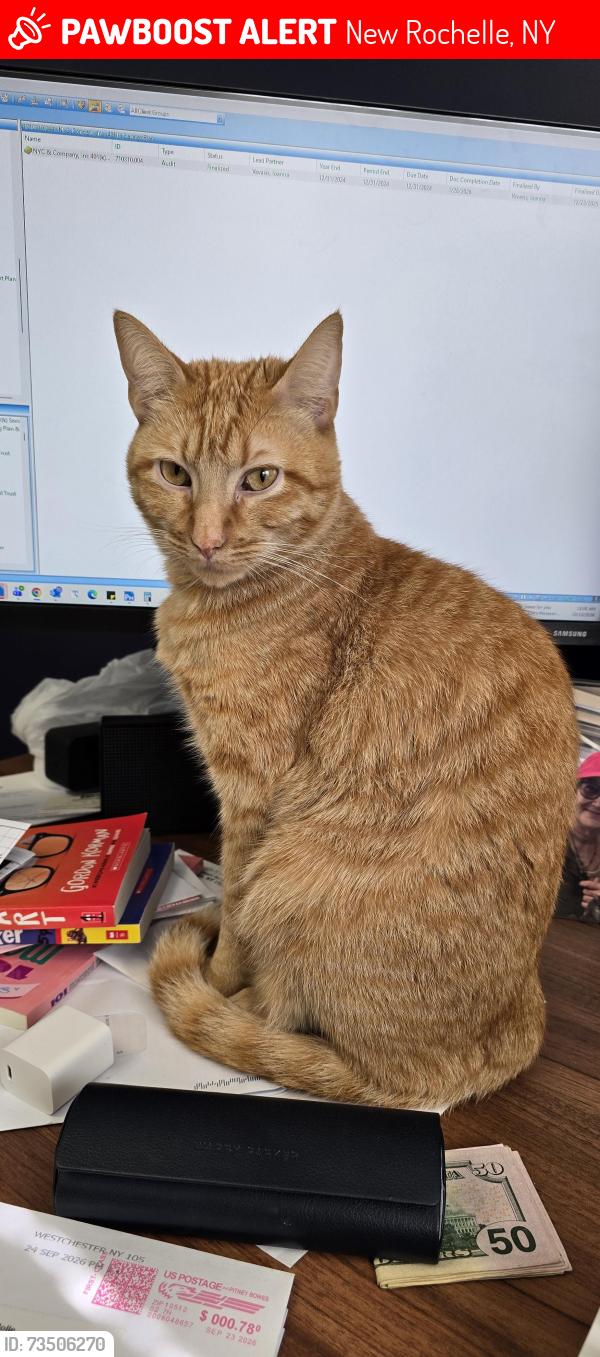 Lost Male Cat last seen Grand and stanton circle, New Rochelle, NY 10804