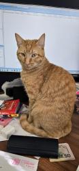 Lost Male Cat last seen Grand and stanton circle, New Rochelle, NY 10804
